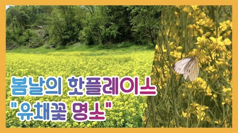 봄날의 핫플레이스, 유채꽃 명소(옥천 친수공원)